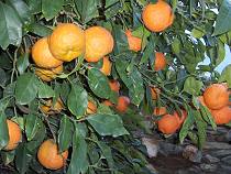Orange tree